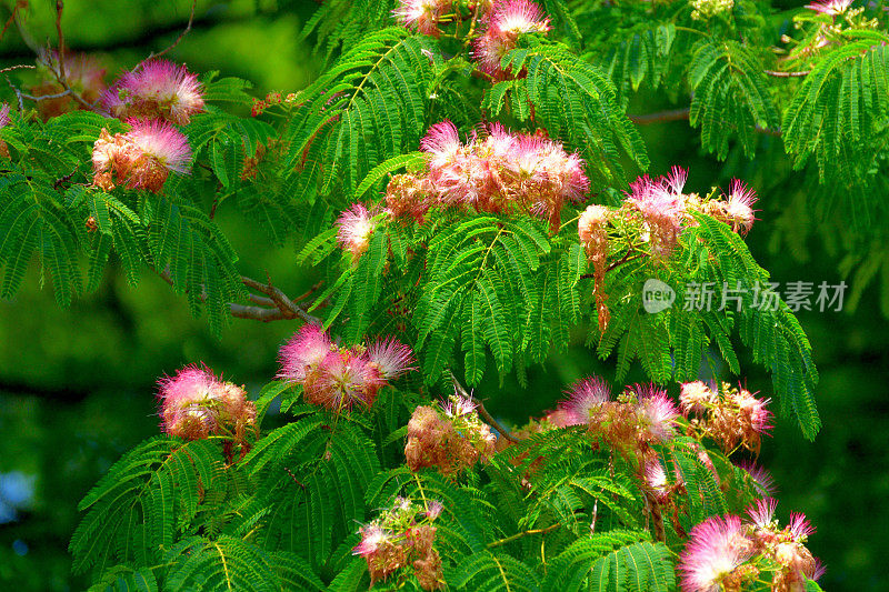 合欢/丝树花:蓬松，粉红色，粉扑花头